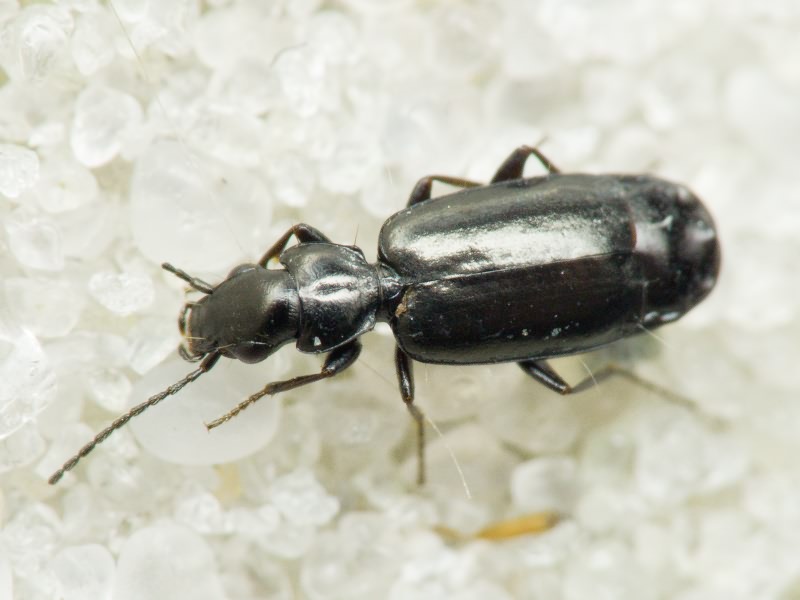 Microlestes Schmidt-Goebel, 1846